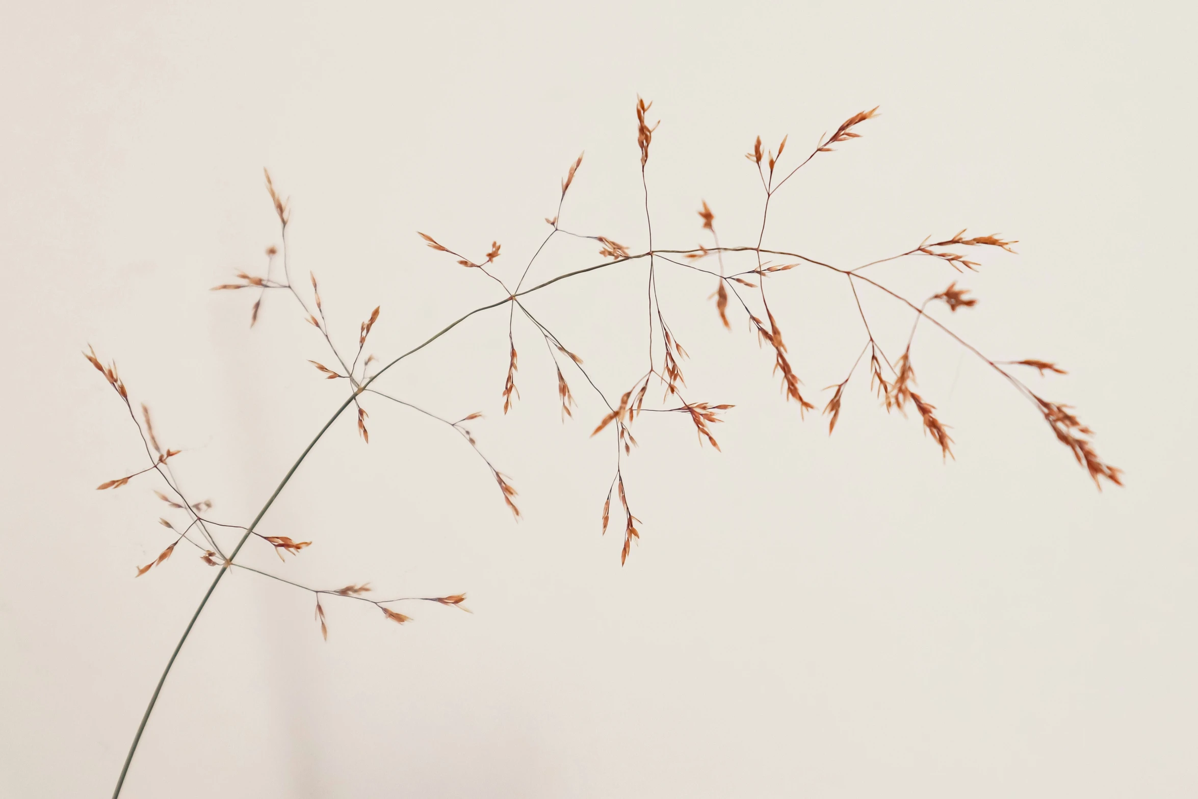 small red plants in front of a white wall