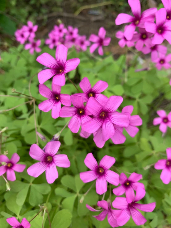 many pink flowers are blooming and green leaves