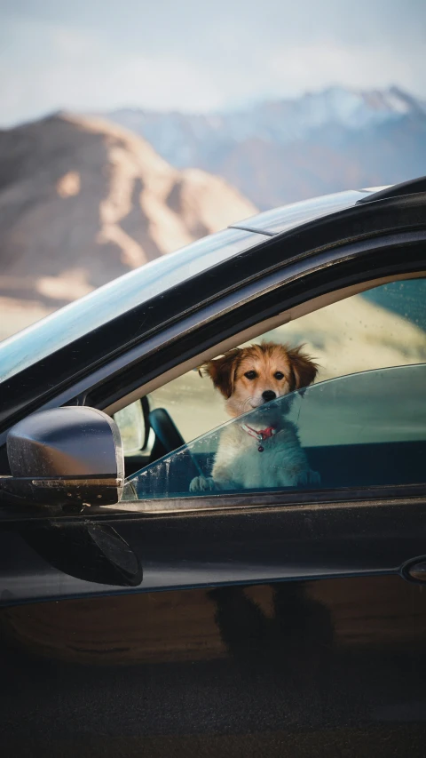 a small dog sitting in a car with mountains in the background