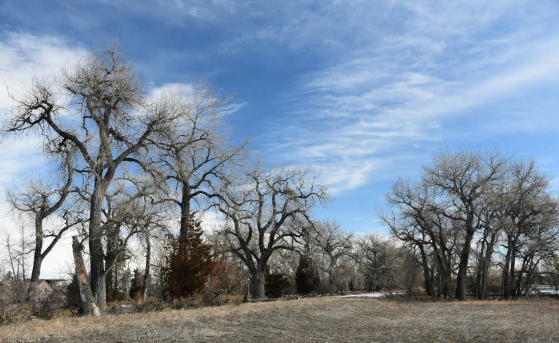 several trees without leaves on them in a clearing