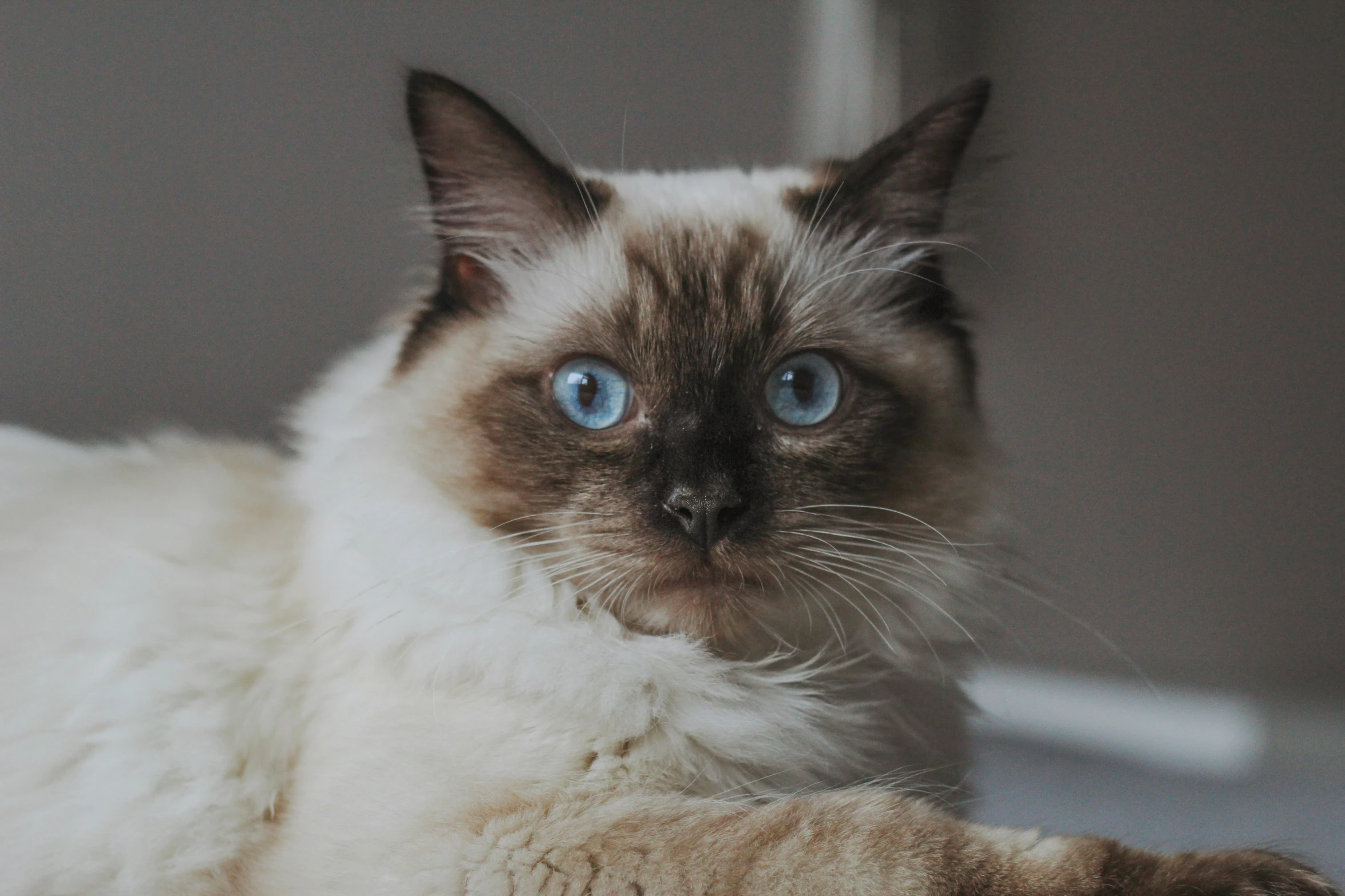 a cat laying down with blue eyes on a white table