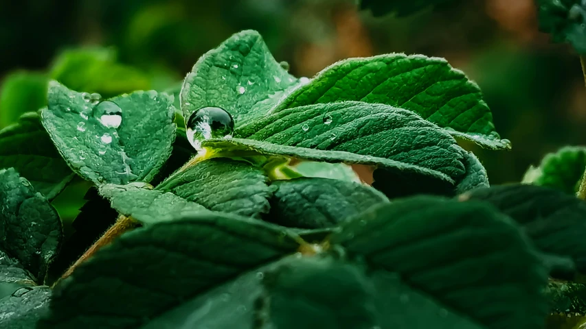 a green leaf is being held by water drops