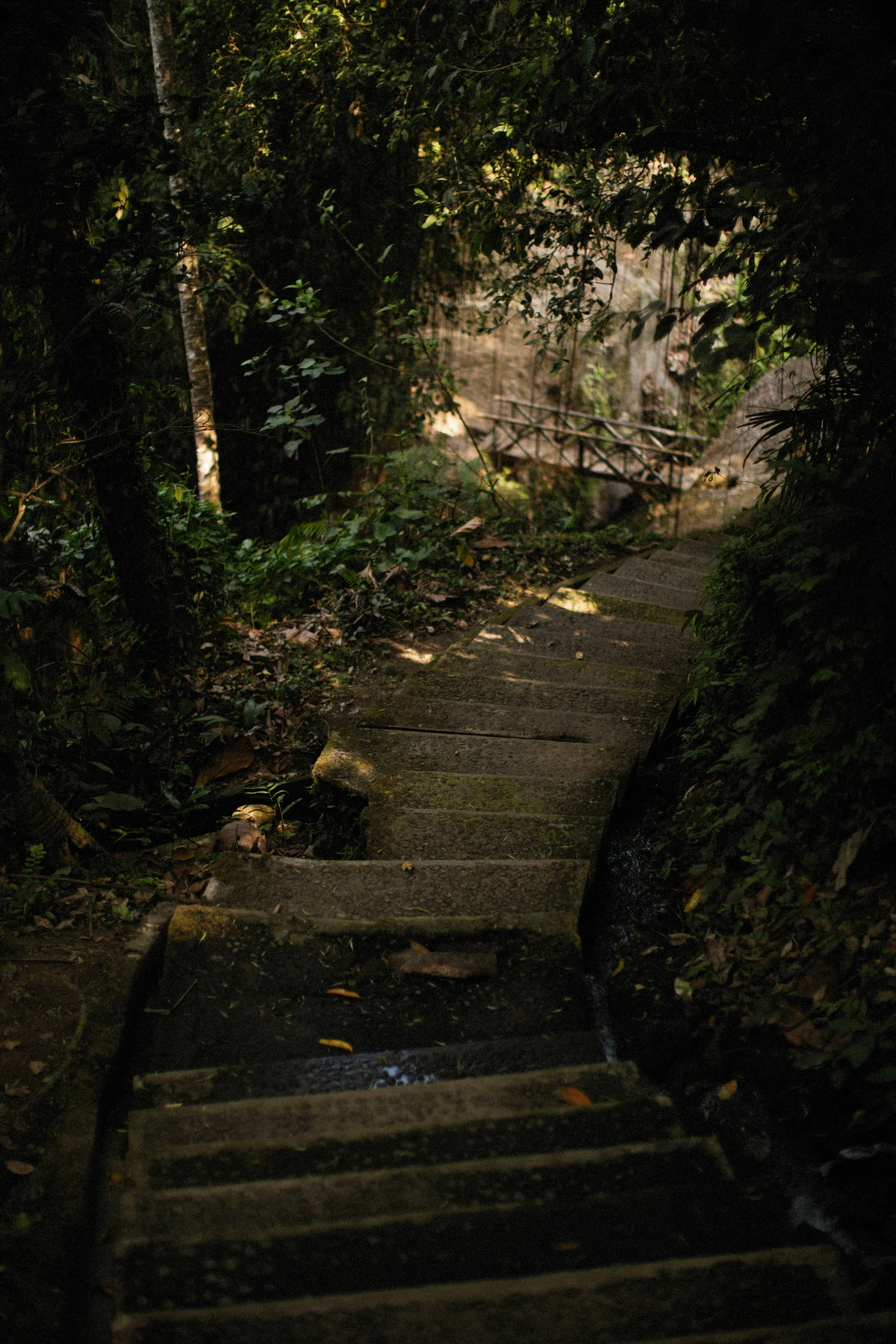 a stone stairway leading into a forest filled with trees