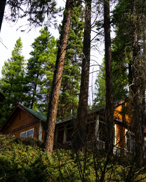 cabin nestled between tall trees in a forest