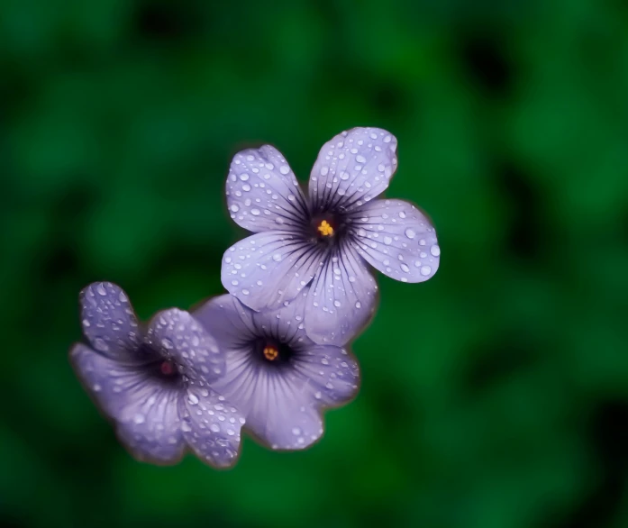 purple flowers with water droplets covering them in the wind