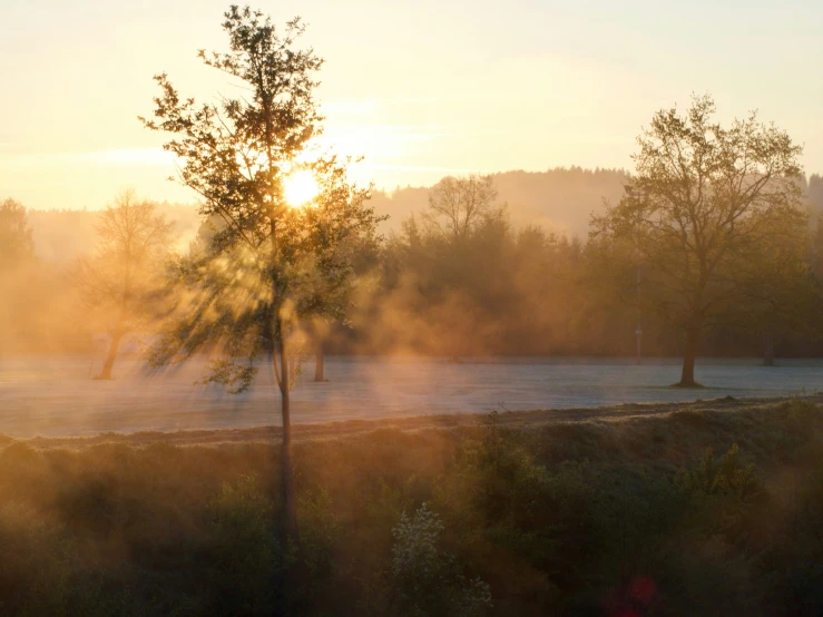 a single tree next to a lake at sunrise