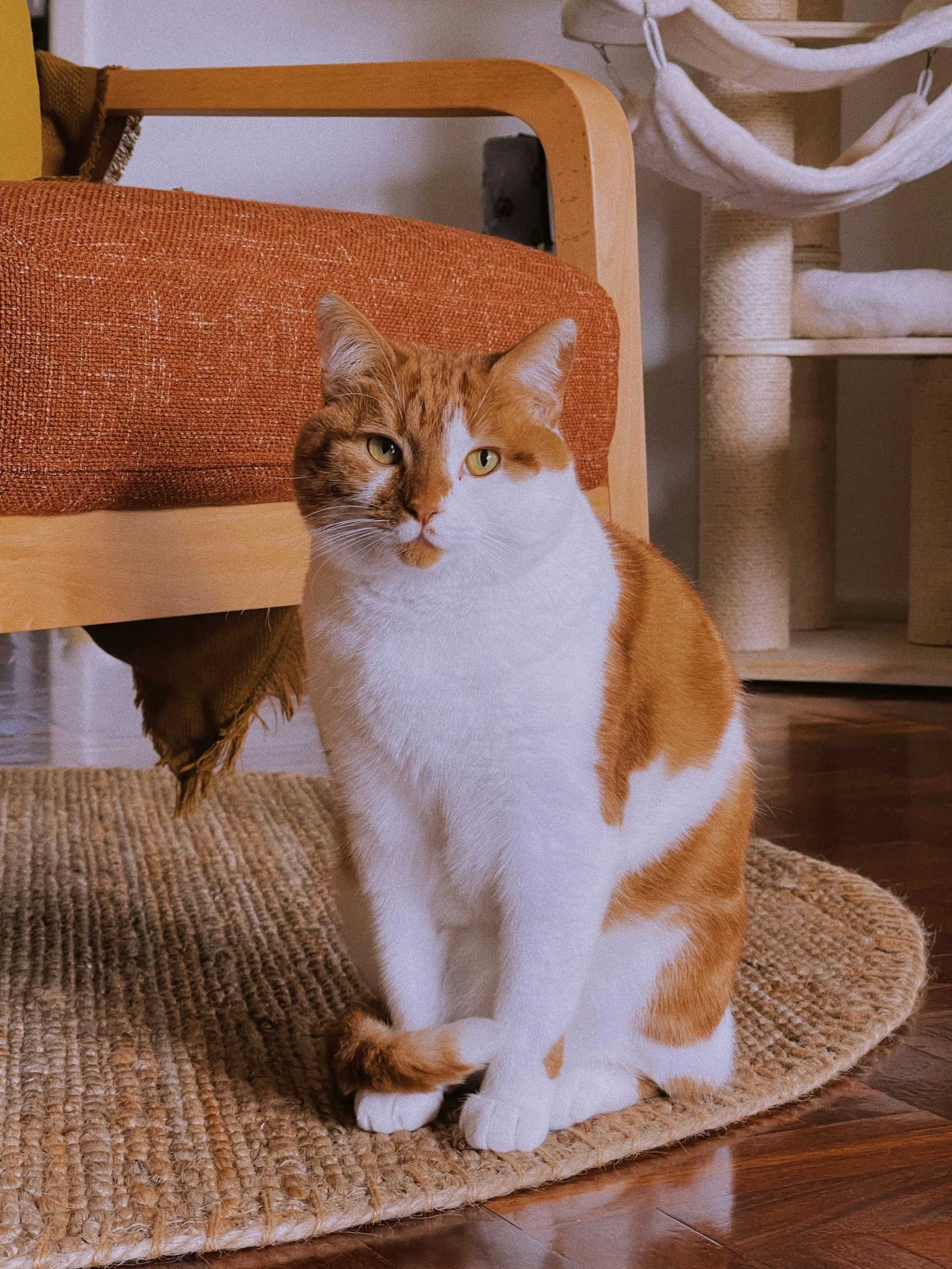 there is a cat sitting on a floor next to the chair