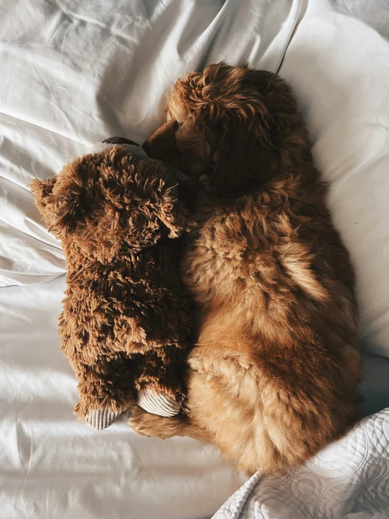 two dogs curled up asleep next to each other on a bed