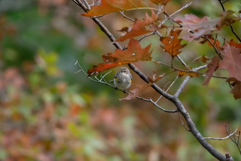 a bird perched on a nch in the fall