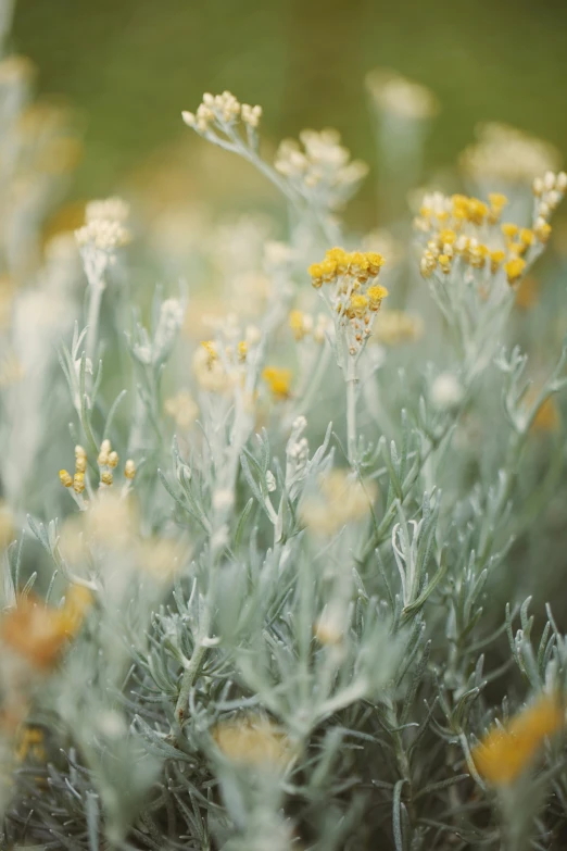 small yellow flowers are growing in a flowery area