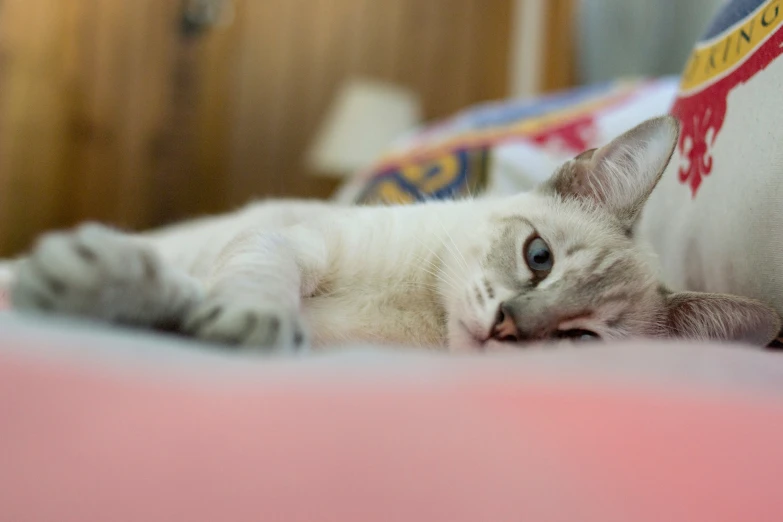 a white cat laying on top of a pink pillow