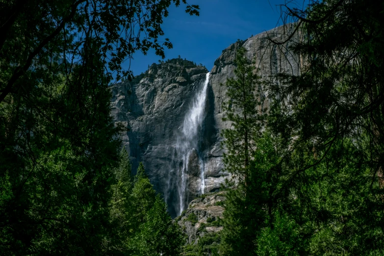 a small waterfall running into some very large trees