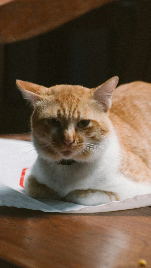 a cat that is sitting on top of paper