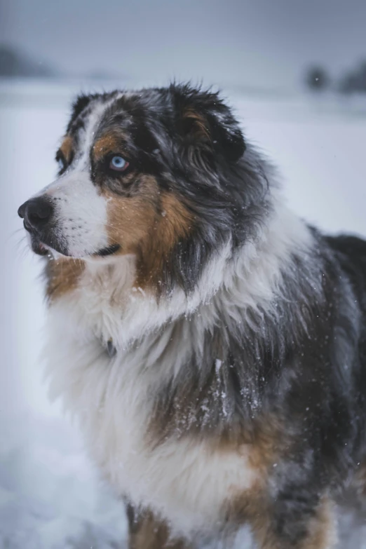 the dog is standing in the snow and looking straight ahead