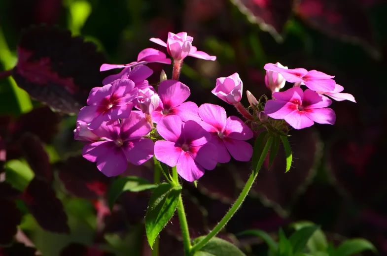 a group of pink flowers is blooming in the sunlight