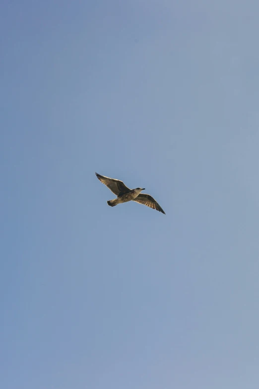 a bird is flying through the air on a sunny day