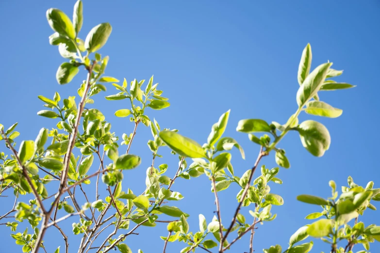 a tree nch with some small green leaves on it