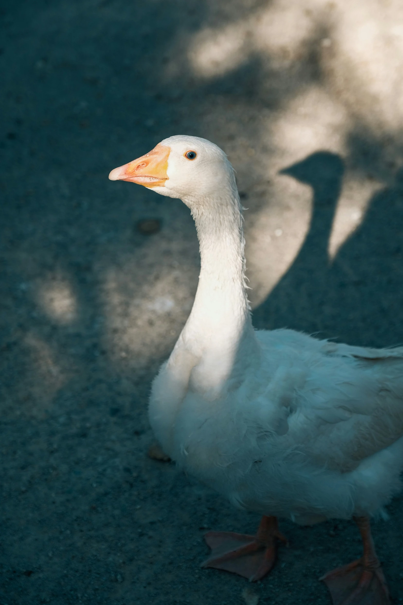 the duck is walking on the street in front of the sun