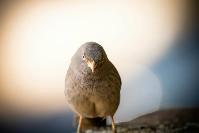 a bird standing on the ground in the sun