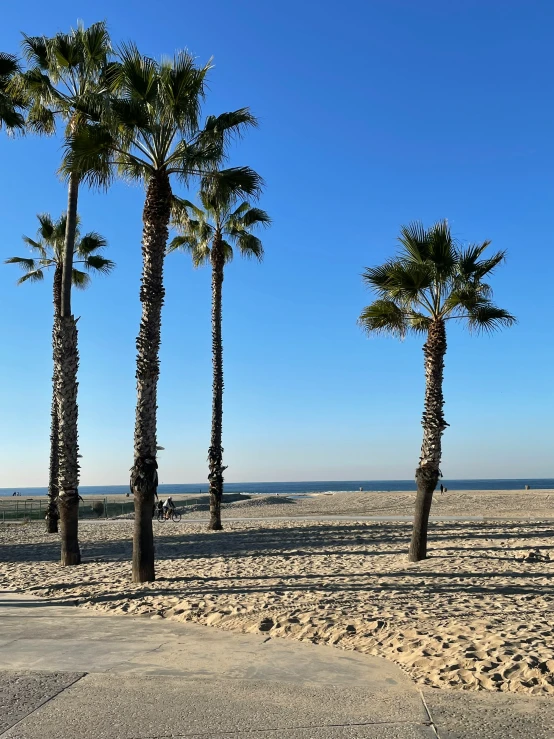 three tall palm trees in a sandy area