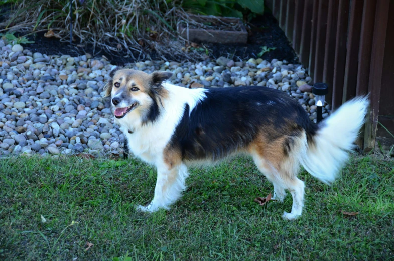 a dog standing on a lush green lawn