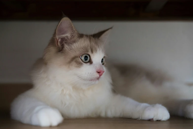 a cat with an eye wide open is laying on the floor