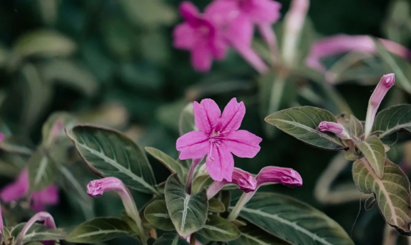 purple flowers in the middle of a bush with lots of green leaves