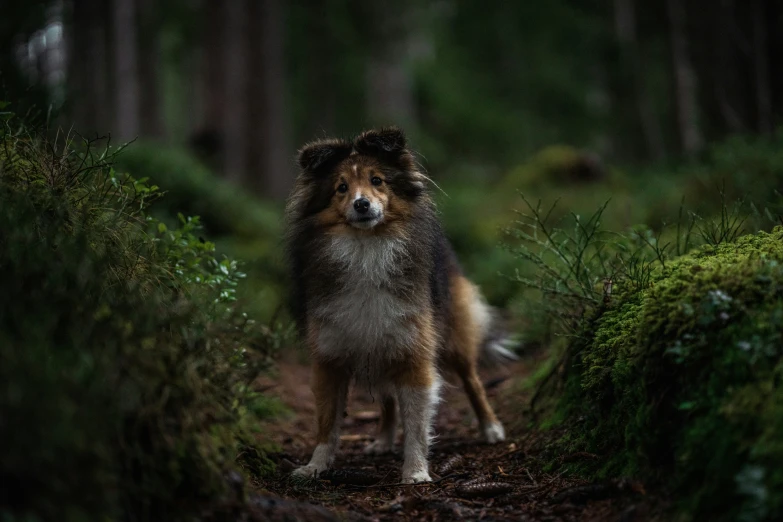 an adorable brown and white dog is standing in the woods