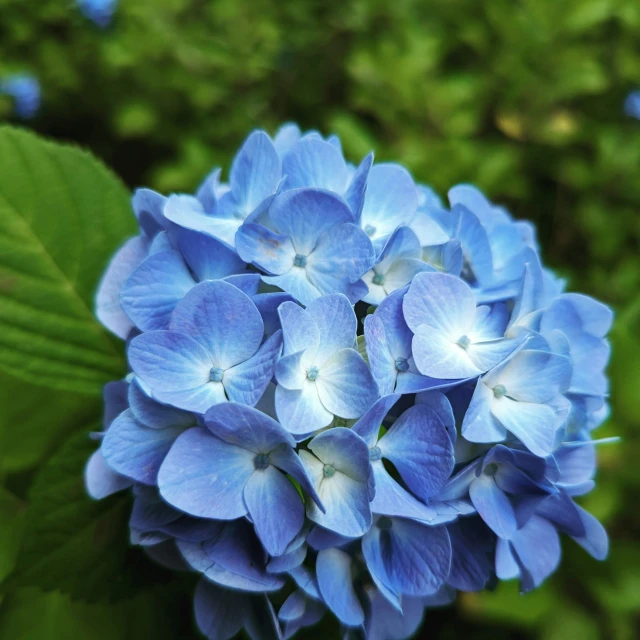 blue flowers in a park with lots of green foliage