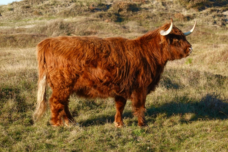 a large brown bull standing on top of a lush green field