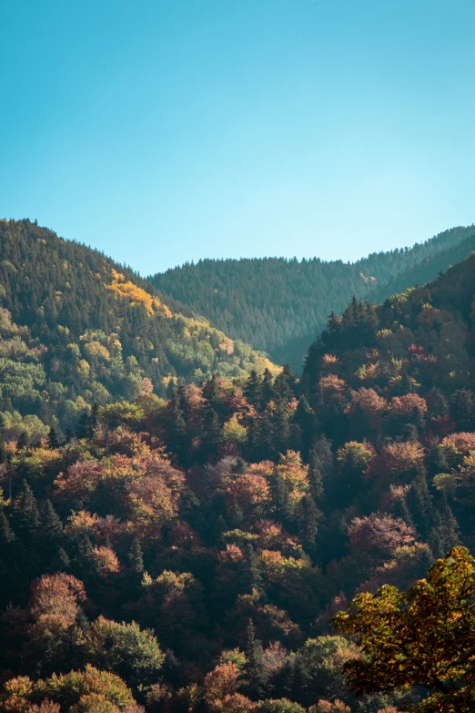 trees with red leaves on them and mountains in the distance