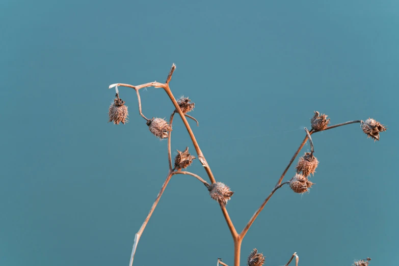 the bare nches of several plants against a blue sky