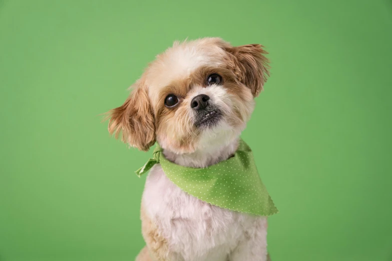 a white and brown dog is wearing a green necktie