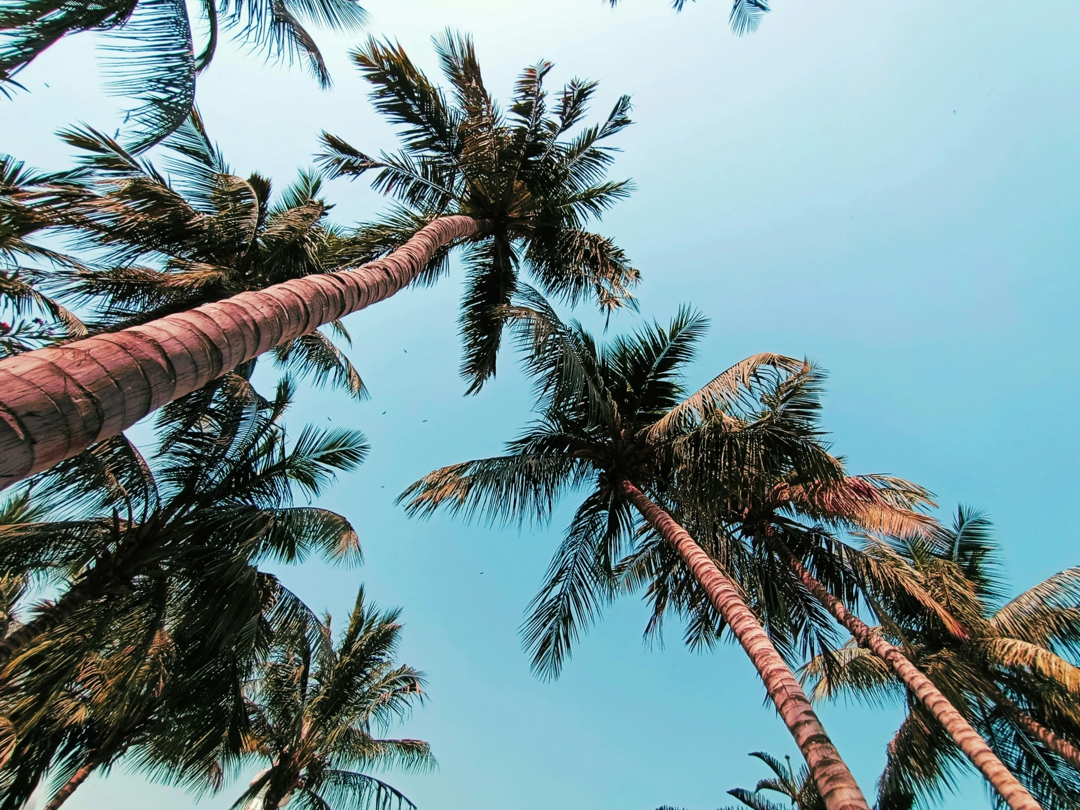 a sky view looking up at a palm tree lined street