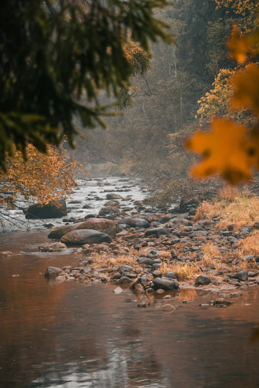 a river with trees and water in the background