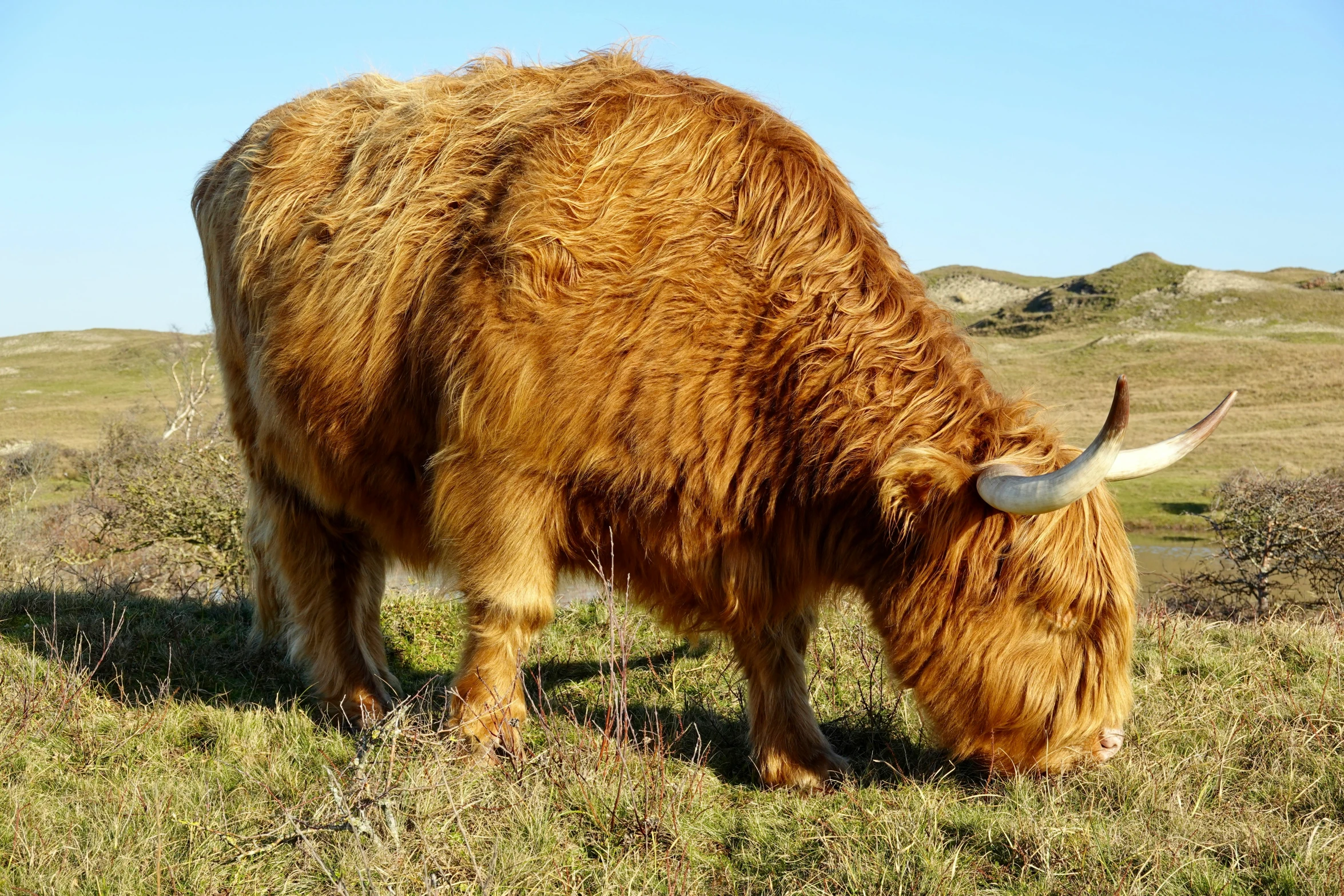 a big yak that is in a field