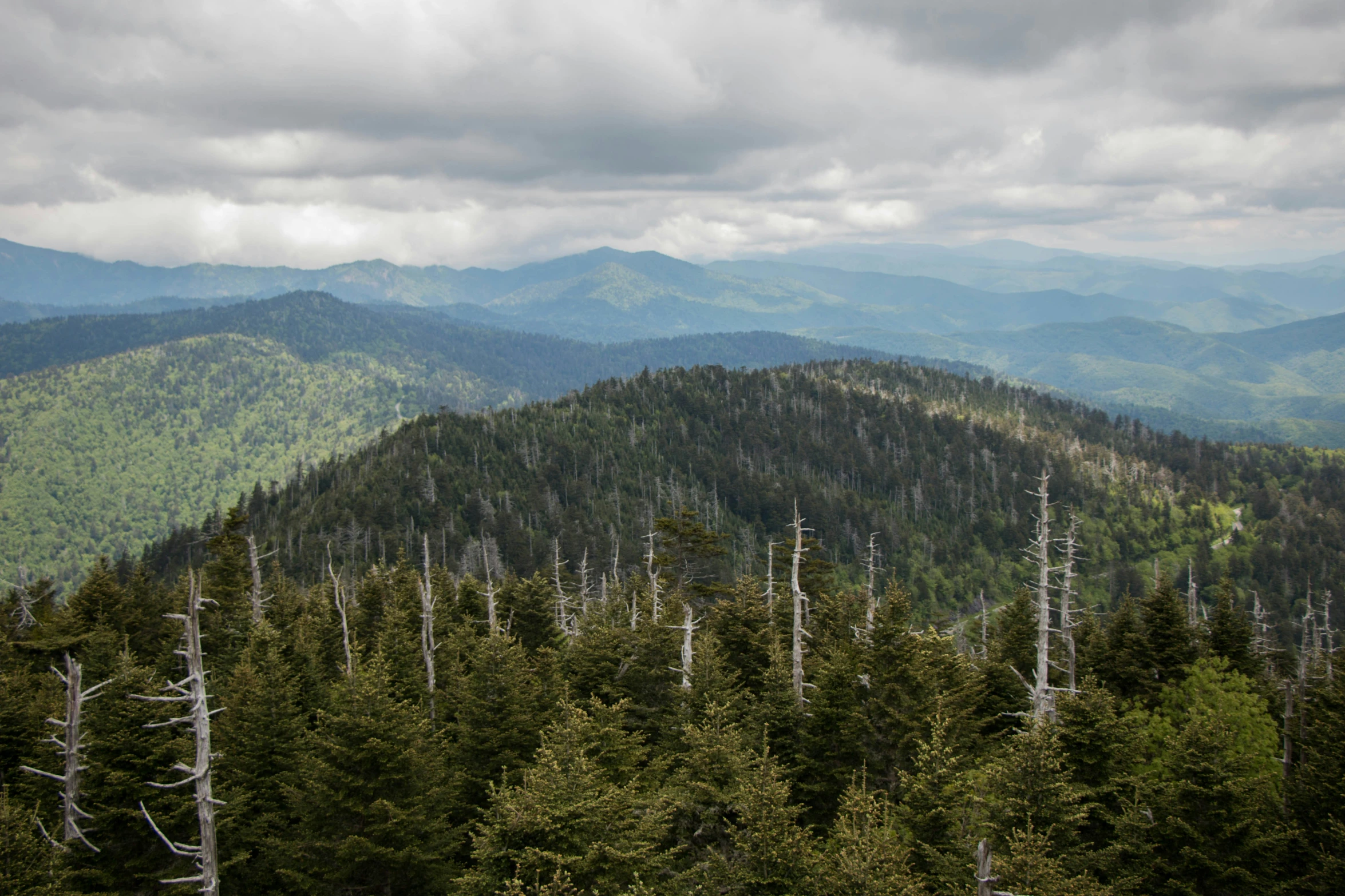 the view from a high mountain with tall pine trees on both sides