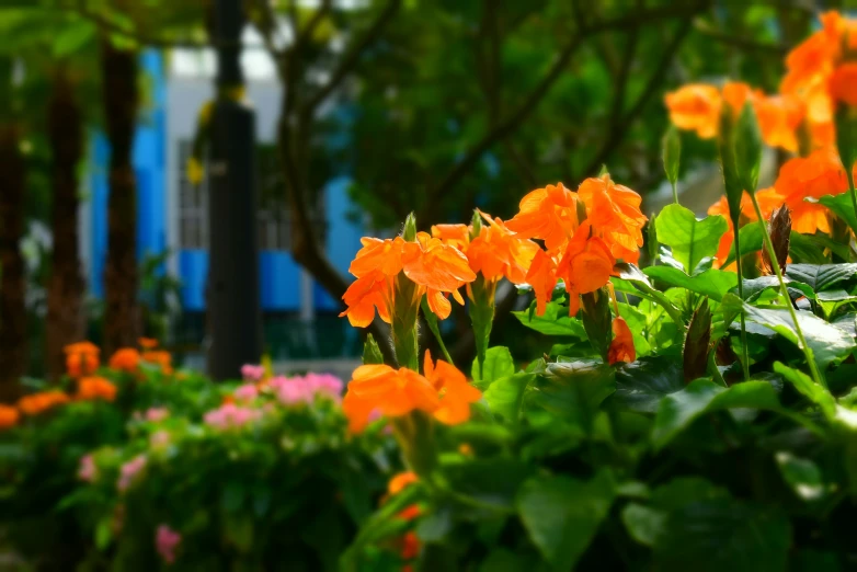 closeup of orange flowers in a garden with trees