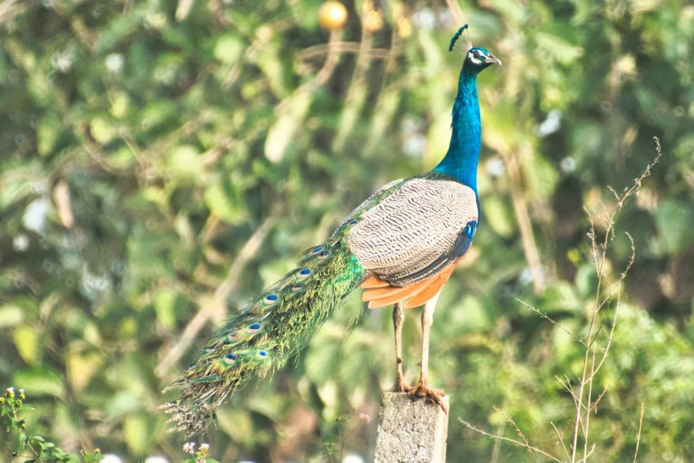 peacock with orange tail perched on top of a post