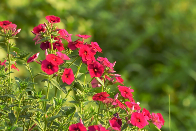 flowers and grass in a grassy area