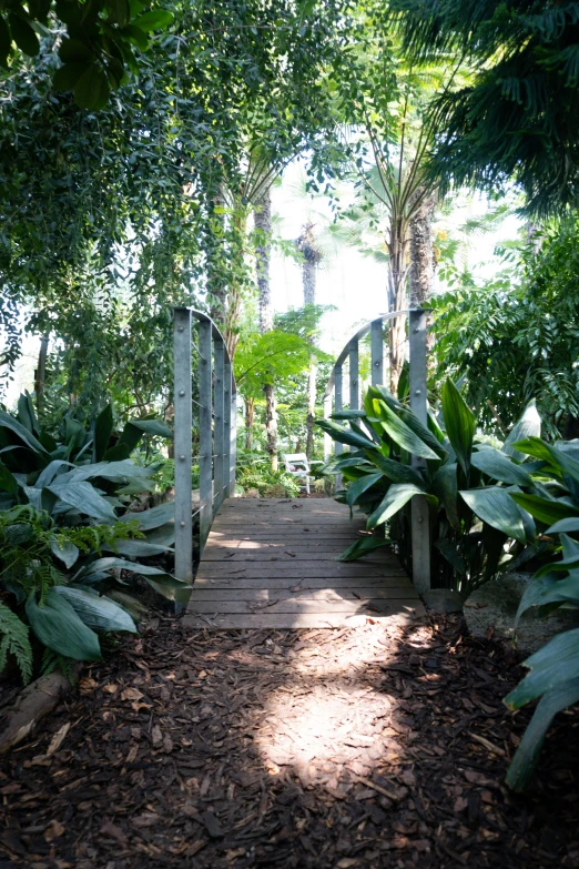 a pathway in the middle of many plants and trees