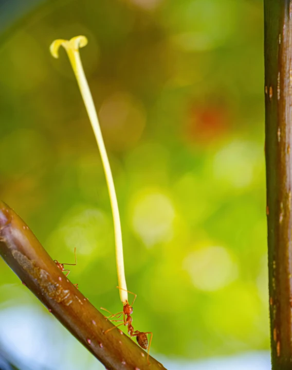 a bug with long legs crawling along a leaf