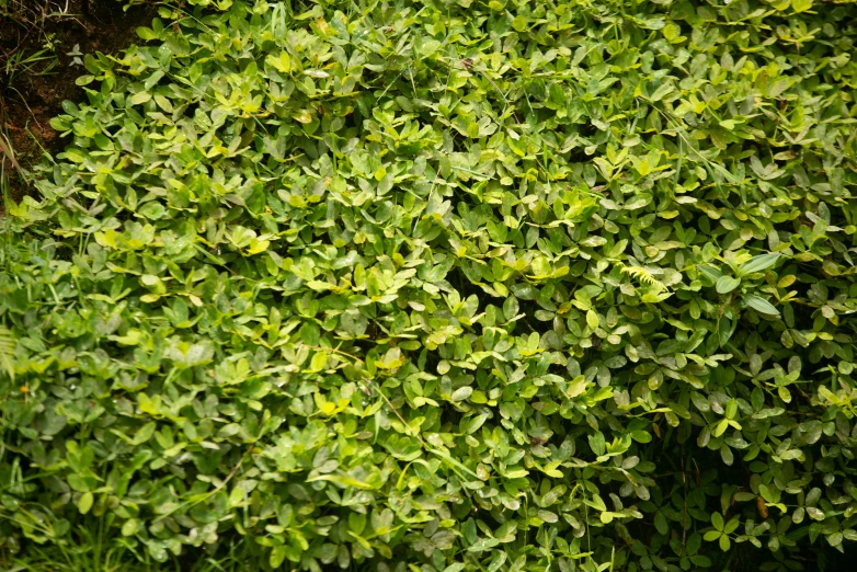 a bird is standing on top of some green bushes