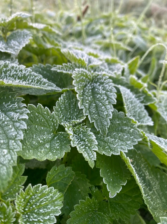 a green plant with some dew on it