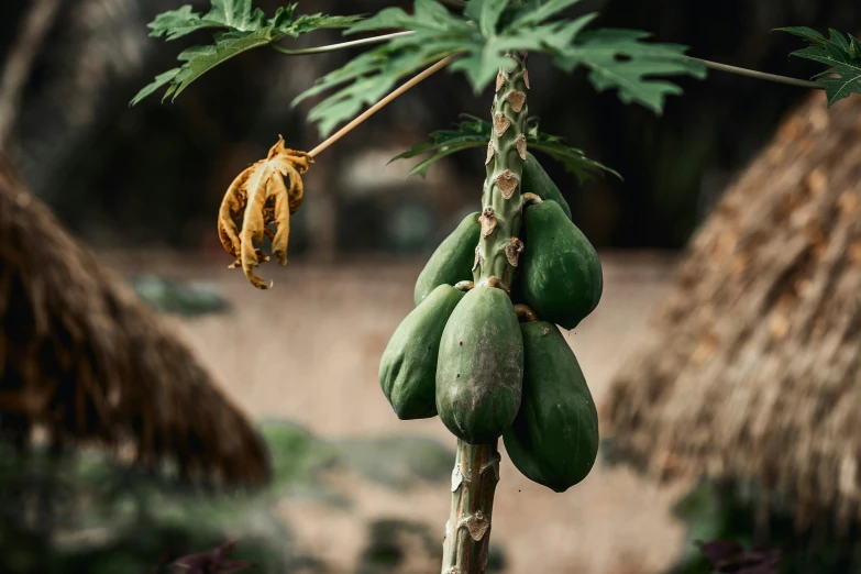 some very big green bananas by some very pretty plants