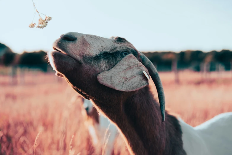 a small goat with its nose poking out, with a tree nch in the background