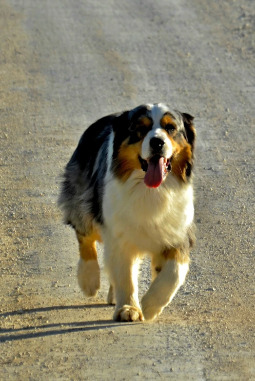 a very happy dog walking on the road