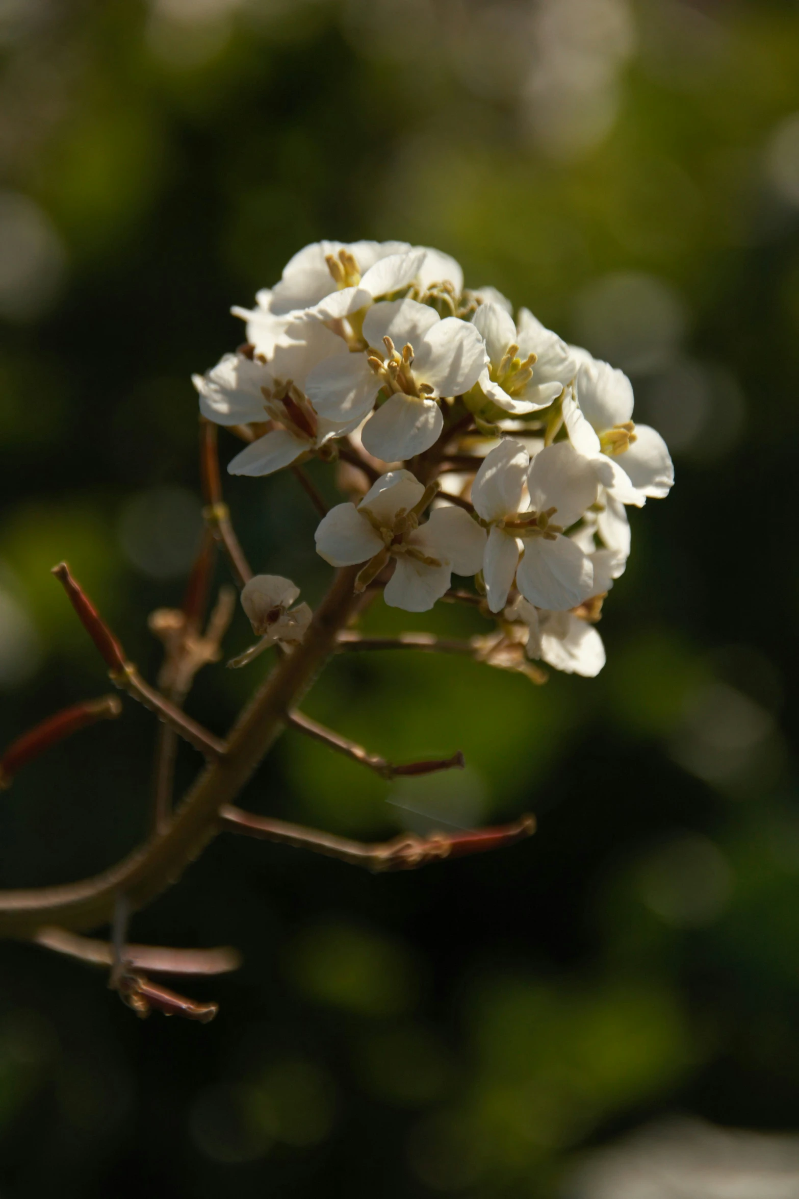 a bunch of white flowers with small buds growing