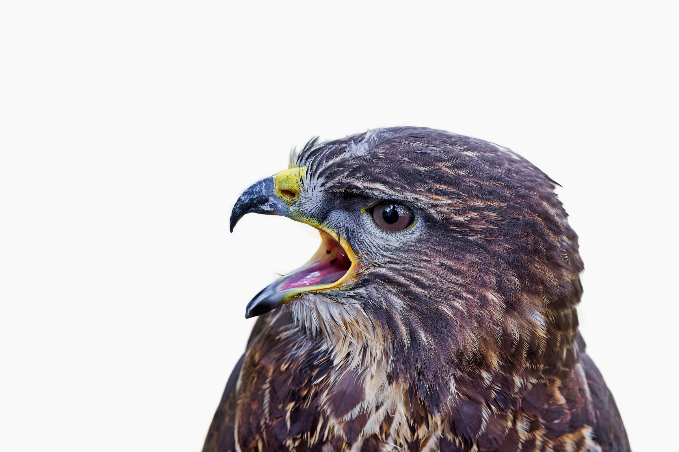 a close - up po of a large bird that has its mouth open