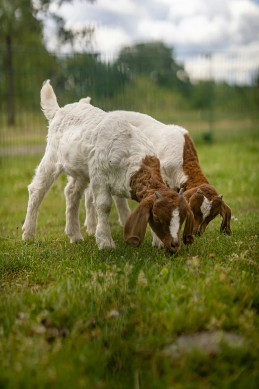 two brown and white sheep grazing in a field